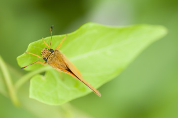 A skipper butterfly on a green leaf