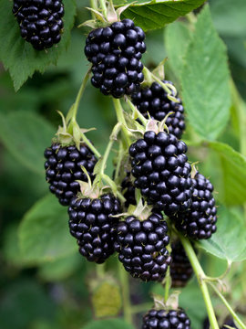 Brombeeren - Rubus sectio Rubus