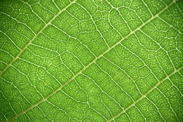 very awesome green natural background