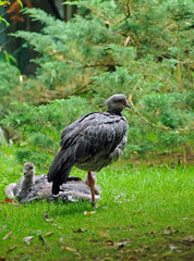 chauna ou kamichi à collier (chauna torquata)