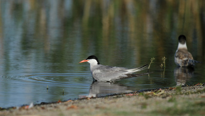 tern