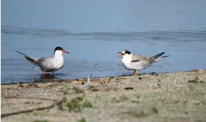 Common Tern
