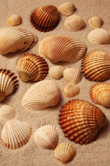Shells