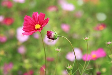 Wunderschöne Schmuckkörbchen