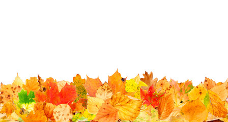 Multi colored autumn leaves on the ground