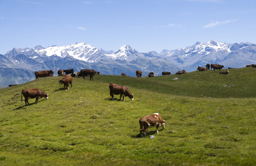 Fototapeta na wymiar troupeau de vaches dans un paysage de montagne