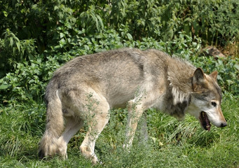 Grey wolf