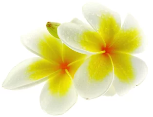 Stof per meter fleurs de frangipanier, fond blanc © Unclesam