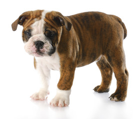 Obraz premium cute puppy
