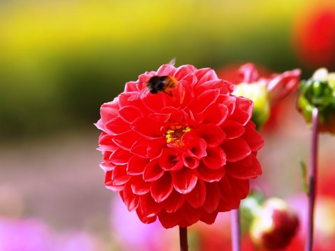 dahlia