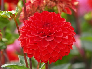 Dahlia