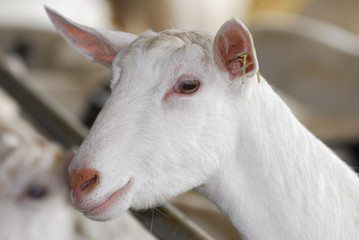 Obraz premium dairy goat