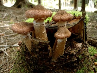 Pilzsaison