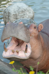 Fototapeta premium Hippopotamus