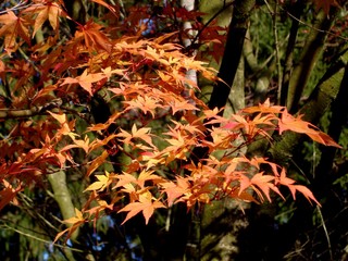 Herbstlaub orange