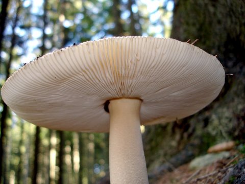 Pilz aus Schneckensicht