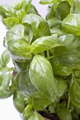 Basilikum