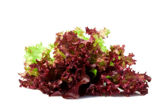 Sheet of red lettuce isolated on the white