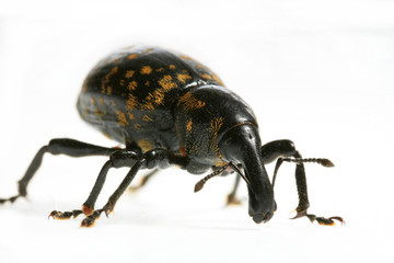 Hylobius abietis