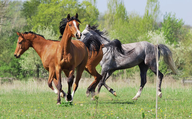 herd of arabian horses playing on pasture