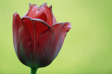 tulipan © youstinka