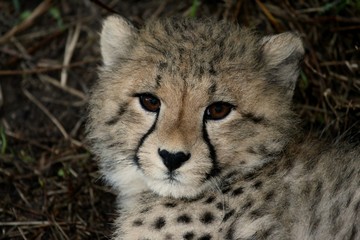 Baby Cheetah Portrait © Duncan Noakes