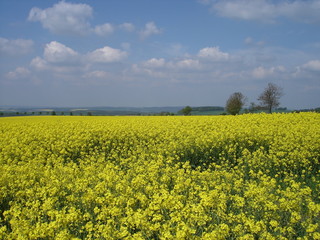 Fototapeta premium Rapsfeld