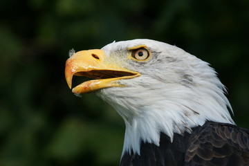 Weißkopfseeadler