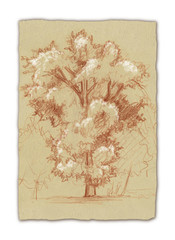 Schizzo di quercia in carta seppiata
