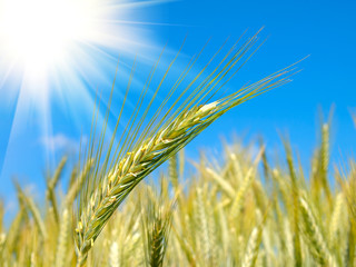 wheat harvest on blue sky with sun