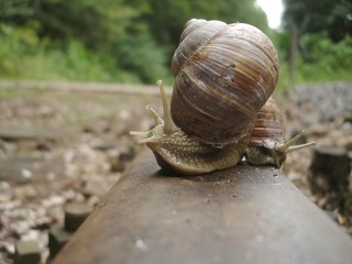 Langsam wie eine Schnecke (to be slow as molasses)
