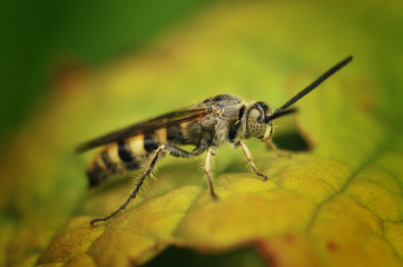 Paper Wasp