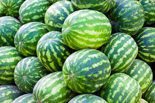 Group of fresh ripe watermelons