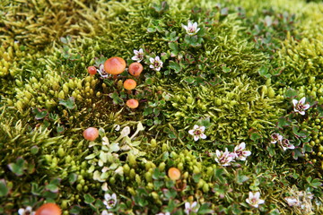 Arctic moss, flowers and tiny mushrooms - polar colors - Franz Josef Land