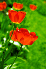 field with red tulips on a green background
