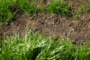 blades of green grass and brown pieces of ground