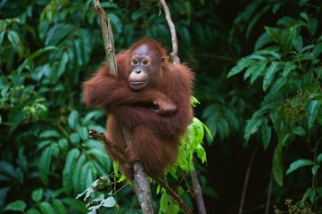 Young Orangutan on the tree - obrazy, fototapety, plakaty