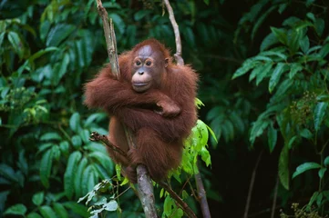 Abwaschbare Fototapete Affe Junger Orang-Utan am Baum
