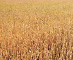 field of wheat