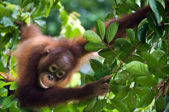 Little Orangutan on the tree. Borneo.Indonesia