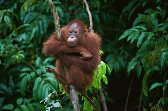 Young Orangutan on the tree