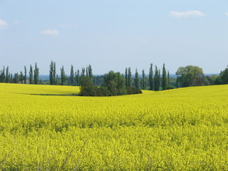 Rapsfeld im Fläming