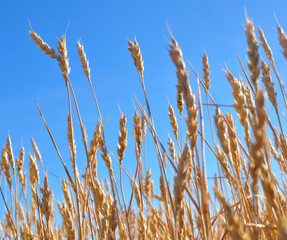 yellow grain ready for harvest