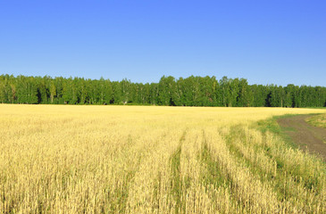 Obraz premium landscape with wheat field