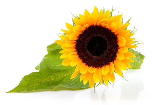 One beautiful sunflower over white background