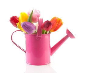 Pink watering can with colorful tulips over white background