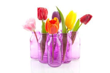 colorful Dutch tulips in little pink vases over white background