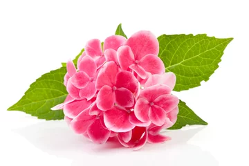 Foto auf Acrylglas Hortensie rosa Hortensienblüte auf weißem Hintergrund