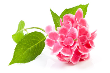 pink hydrangea flower over white background