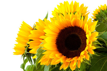 beautiful sunflowers over white background